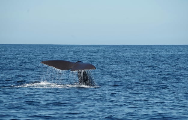 kaikoura 2